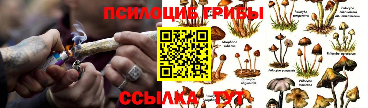 Галлюциногенные грибы Cubensis  Вход с VPN  Саратов  сколько стоит  Галлюциногенные грибы прущие грибы 